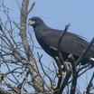 Great Black-Hawk